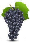 Delicious Black Grapes on Stalk with Leaf